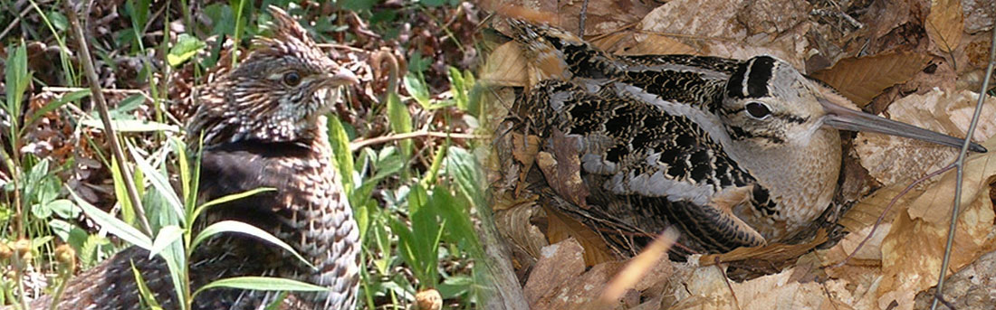 upland-game-birds-vermont-fish-wildlife-department